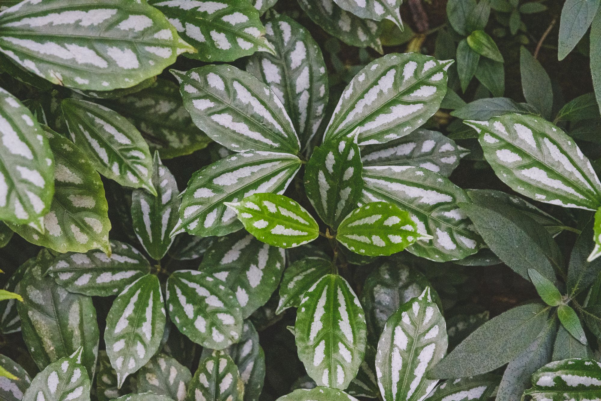 Erlangen: Botanischer Garten Erlangen Eintrittspreise